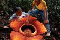 В Индонезии расцвели редкие гигантские цветы