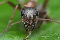 Почему в муравейнике не бывает пробок?