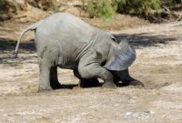 Слоны - вовсе не алкоголики!