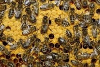 Ученые: пчелы умеют молодеть