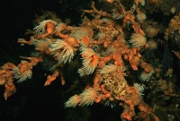 Коллапс коралловых рифов не за горами