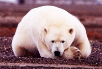 Изменение климата убивает экосистему Арктики