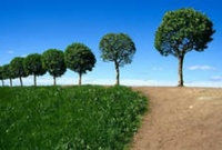 Деревья и человеческое здоровье могут быть связаны